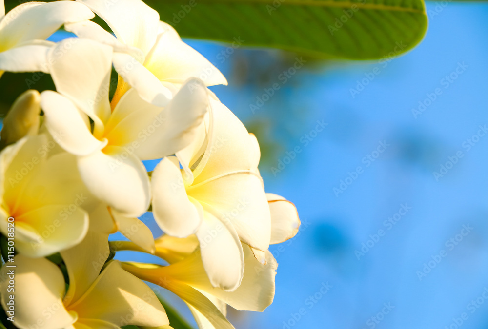 Frangipani on nature background with blue sky. Frangipani on nature background with blue sky.
