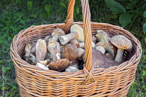 Basket of edible mushrooms