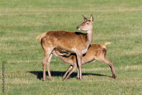 Red Deer calf (Cervus elaphus) suckling from mother photo