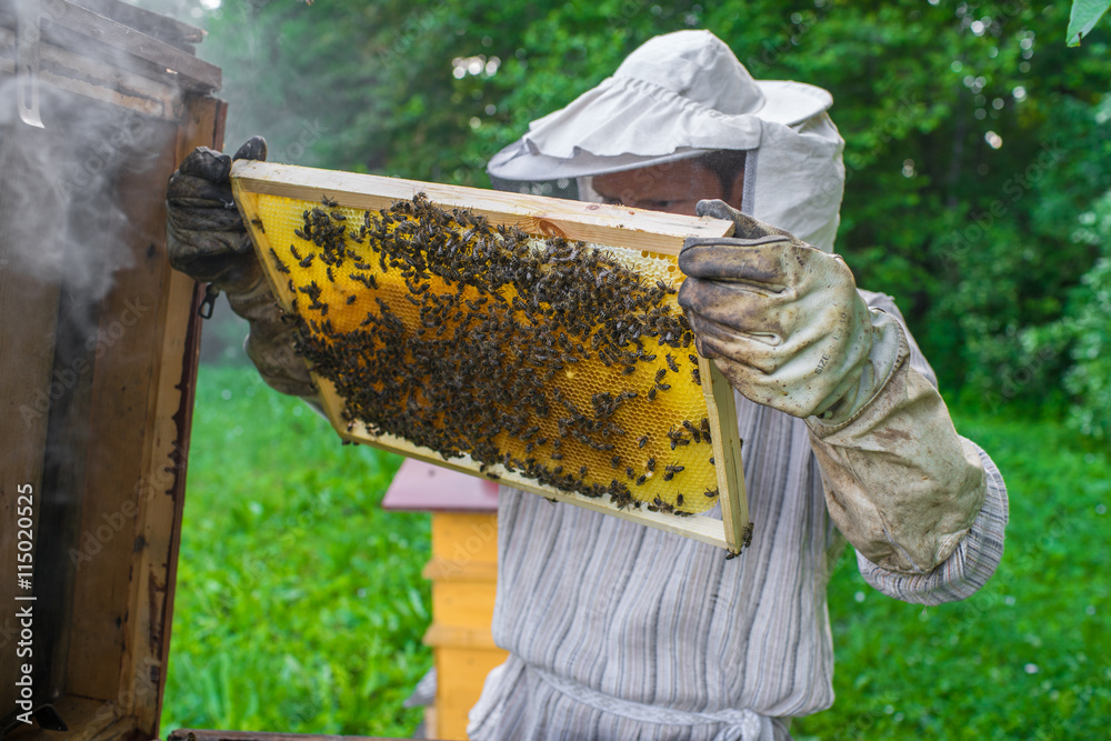 Beekeeper is working with bees and beehives on the apiary. Beekeeper is working with bees and beehives on the apiary.