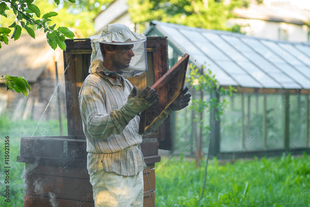 Naklejka premium Beekeeper holding bees wax honeycomb. Work in the apiary.