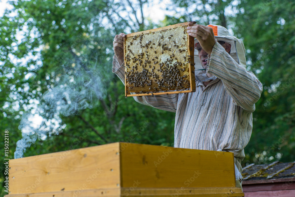 Naklejka premium Beekeeper is working with bees and beehives on the apiary.