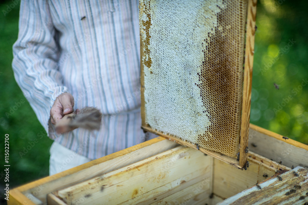 Beekeeper holding bees wax honeycomb. Work in the apiary. Beekeeper holding bees wax honeycomb. Work in the apiary.