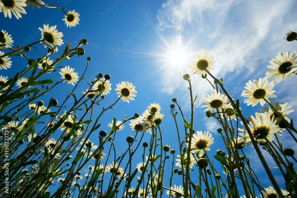 Daisies on a background of blue sky with bright sunshine. Daisies on a background of blue sky with bright sunshine.