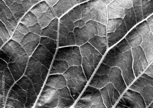 Fototapet Abstract black and white leaf texture.