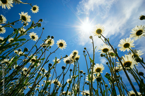 Daisies on a background of blue sky with bright sunshine. © amarinchenko106