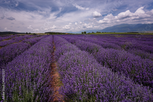 Lavender field at the end of June  near Kazanlak  Bulgaria