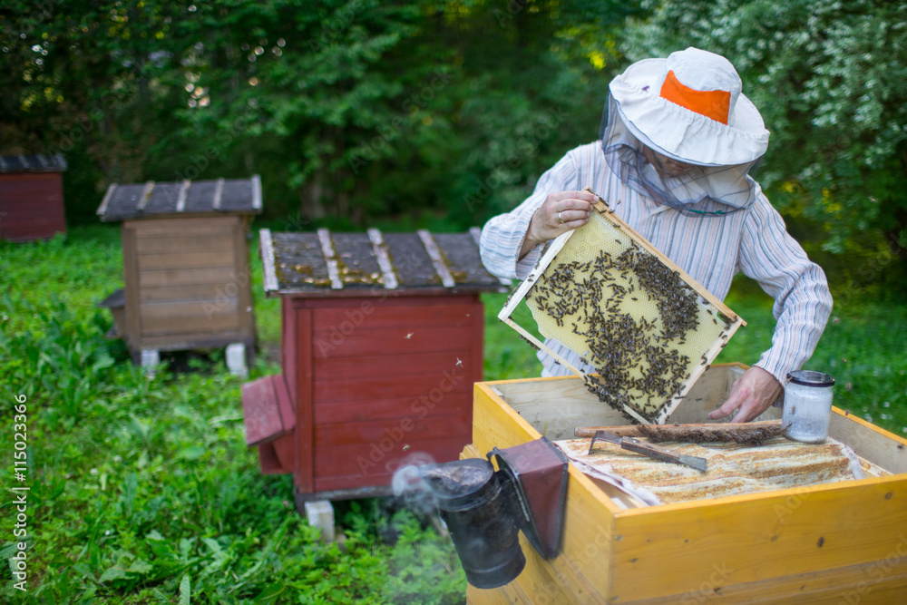 Beekeeper is working with bees and beehives on the apiary. Beekeeper is working with bees and beehives on the apiary.