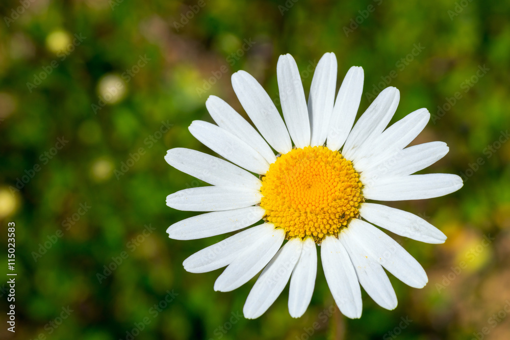Fototapeta premium Flower Leucanthemum vulgare close-up.