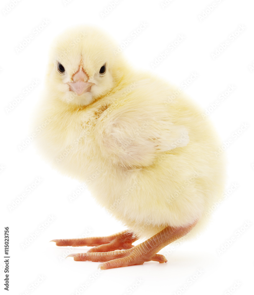 Obraz premium Small yellow chicken.