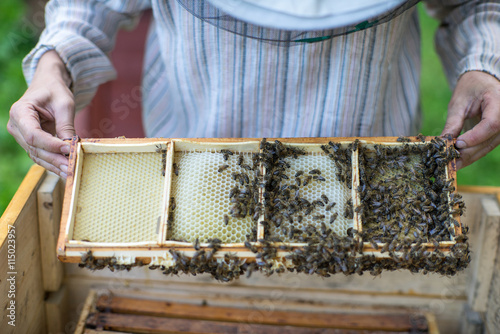 The beekeeper works on an apiary.