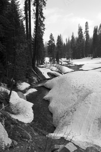 Snow melting in a forest