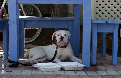 Dog lounging under a table in the hot sun