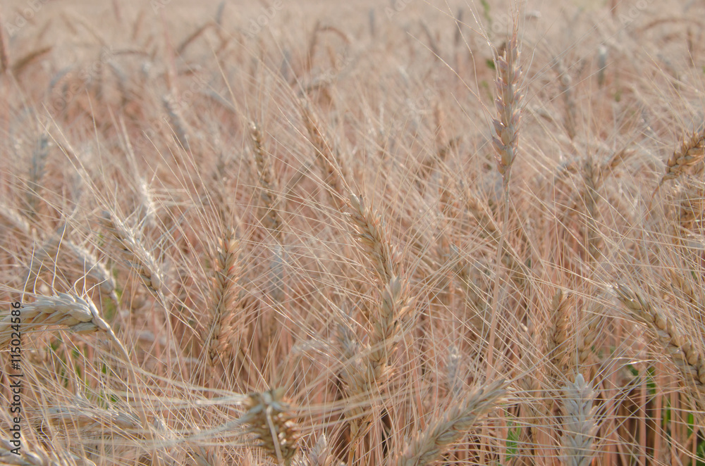 Fototapeta premium nice dry gold wheat stem close up.