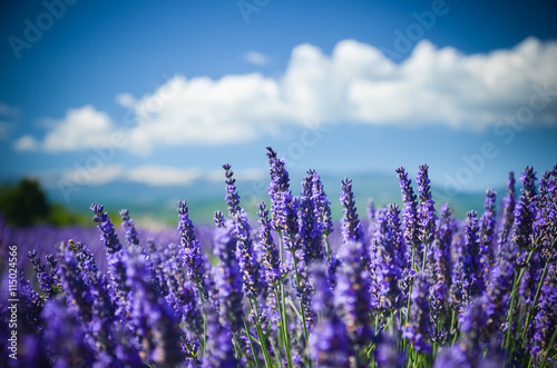 Lavender field on a background of mountains in Provence, France photo