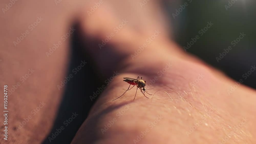 The bite of a mosquito with blood on human body The bite of a mosquito with blood on human body