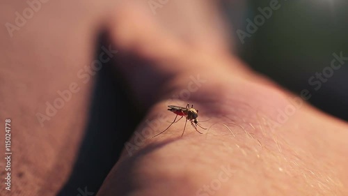 The bite of a mosquito with blood on human body