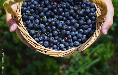 Fotografija Berries of mature juicy bilberry in a basket in the child's hands in the summer