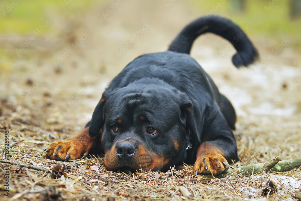 Rottweiler dog lying down outdoors in the forest at summertime