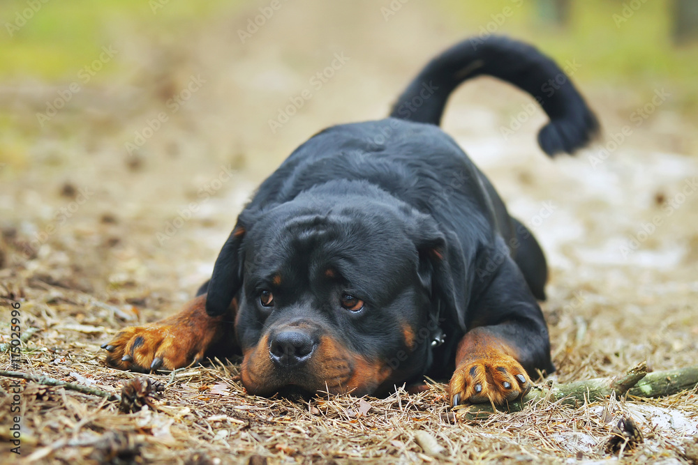 Rottweiler dog lying down outdoors in the forest at summertime Rottweiler dog lying down outdoors in the forest at summertime