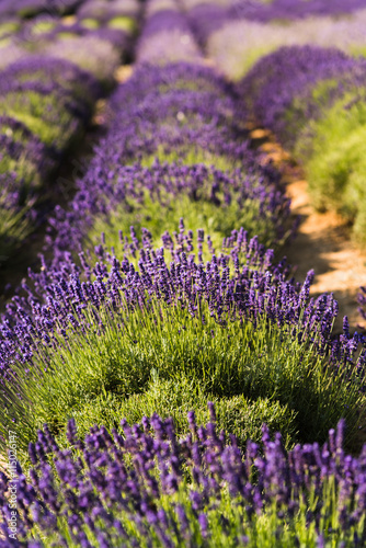 Field of lavender  Poland.