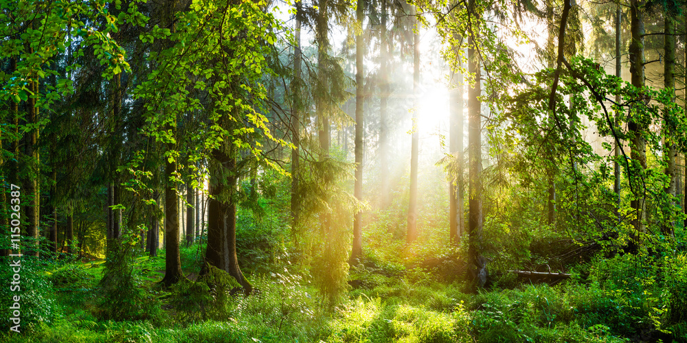 Naklejka premium Wschód słońca w lesie
