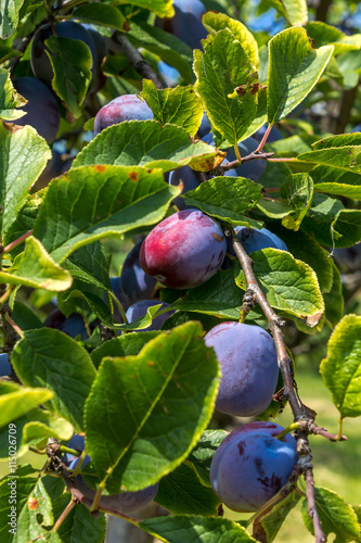 organic plums in the orchard