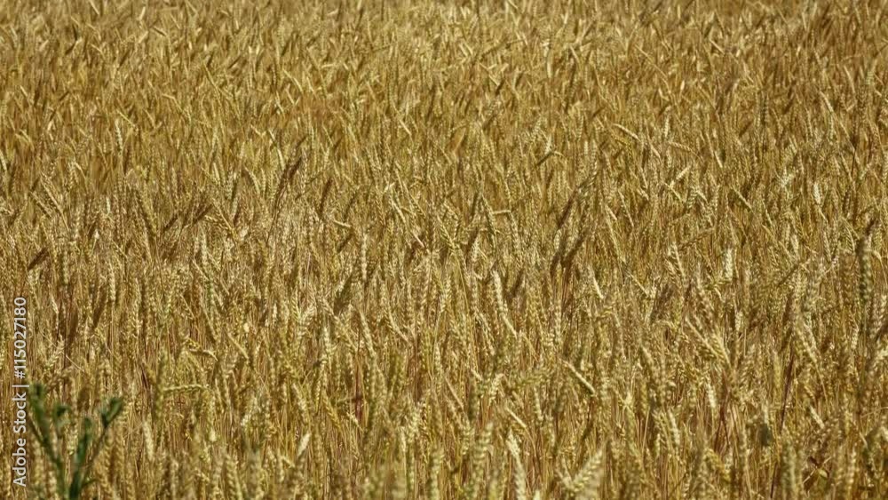 Field of golden wheat swaying in the wind. agriculture industry scene. Summer season time. 4K stock footage clip
Field of golden wheat swaying in the wind. agriculture industry scene. Summer season time. 4K stock footage clip