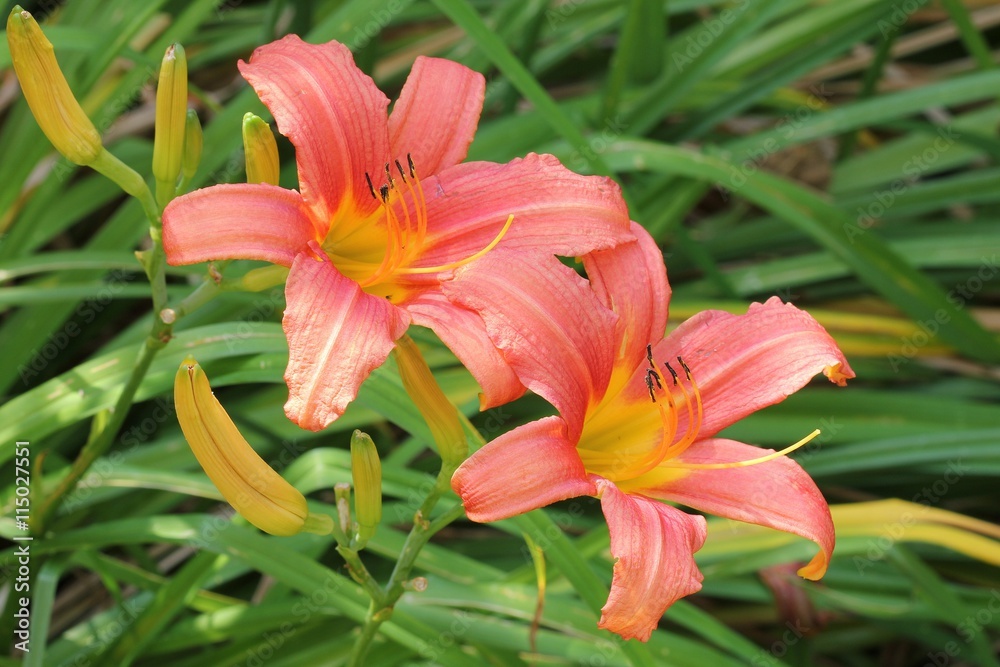 Daylily Daylily