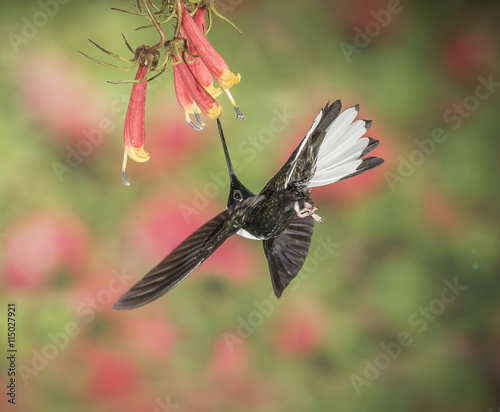 White Collared Inca Feeding - A male white collared inca is feeding on the nectar of a flower. 