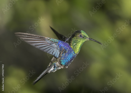 Green Crowned Wood Nymph - A Green Crowned Wood Nymph hummingbird hovers near a flower. © richardseeley