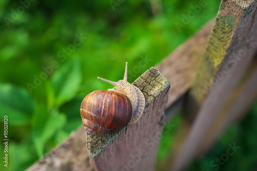 Snail on old Wooden Fence and the green grass. View from above