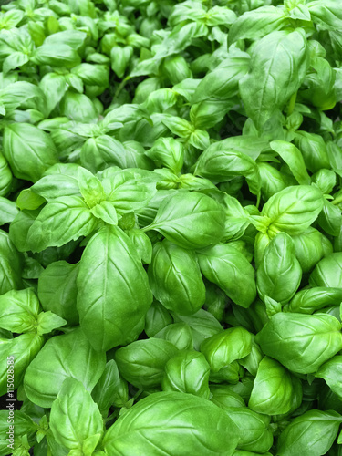 Fresh basil leaves