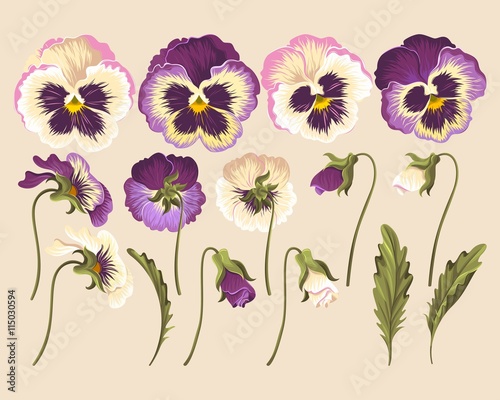 Set of pansy flowers