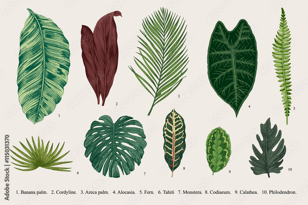 Obraz premium Set Leaf. Exotics. Vintage vector botanical illustration. Colorful.