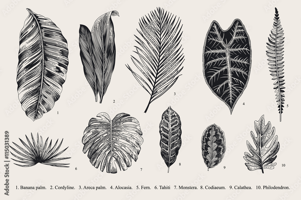 Obraz premium Set Leaf. Exotics. Vintage vector botanical illustration. Black and white.