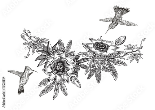 Passiflora and colibri. Vintage botanical illustration. Vector design element. Black and white color. photo