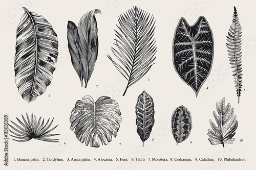 Set Leaf. Exotics. Vintage vector botanical illustration. Black and white.