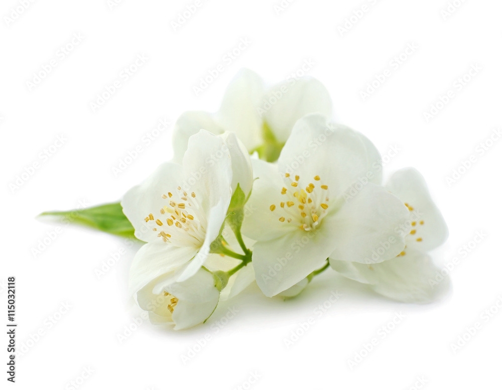 Fresh jasmine flowers on white background