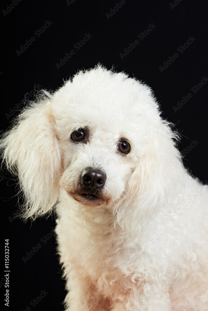 one white poodle one white poodle