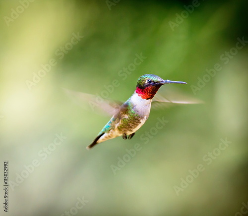 Ruby Throated Hummingbird , after its long migration from the south to the north. Hovering in space in a boreal forest in Quebec Canada.  © Hummingbird Art