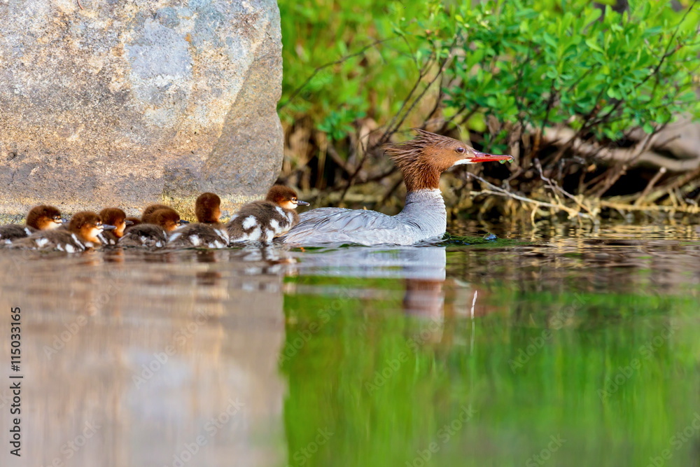 The elegant gray-bodied female Common Merganser have rich, cinnamon heads with a short crest. This one is seen while swimming and resting with her chicks on a Lac Creux in northern Quebec Canada. The elegant gray-bodied female Common Merganser have rich, cinnamon heads with a short crest. This one is seen while swimming and resting with her chicks on a Lac Creux in northern Quebec Canada.