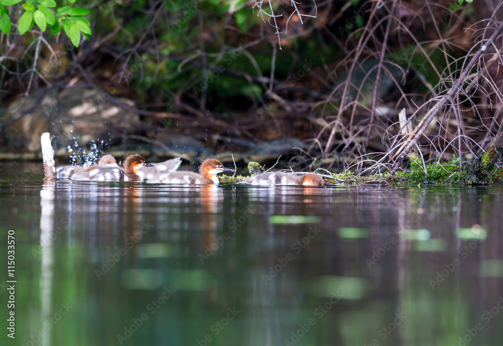 Obraz premium The elegant gray-bodied female Common Merganser have rich, cinnamon heads with a short crest. This one is seen while swimming with her chicks on a Lac Creux in northern Quebec Canada.