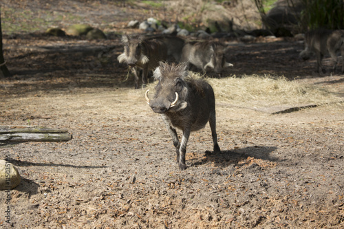 African warthog