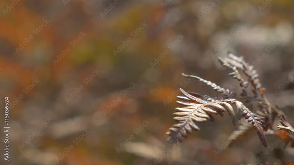 Shallow DOF Cyatheales tree fern swing on wing 4K 2160p UHD panning footage - Shallow DOF red autumn tree fern 4K 3840X2160 UHD video Shallow DOF Cyatheales tree fern swing on wing 4K 2160p UHD panning footage - Shallow DOF red autumn tree fern 4K 3840X2160 UHD video