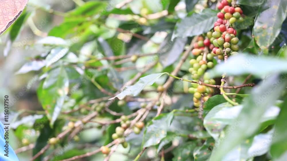 Ripe cherries Coffee Beans are either harvested by hand, stripped from the tree with both unripe and overripe Ripe cherries Coffee Beans are either harvested by hand, stripped from the tree with both unripe and overripe