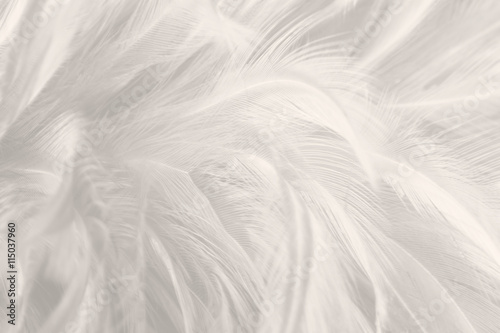 Black and white vintage color trends chicken feather texture background,Interior soft luxury gray heaven angels,Modern image used for design living room,office and others