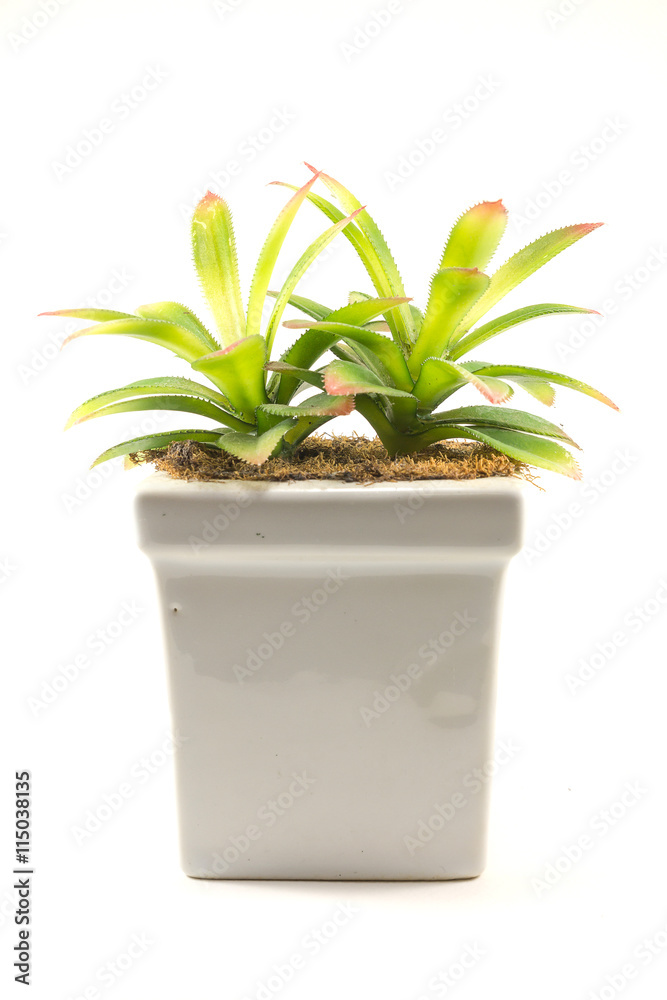 Obraz premium Home decoration, Artificial trees in a vase on a white background, close-up