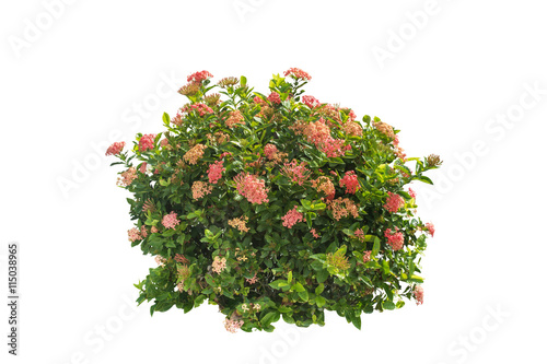 Leinwand Poster bush and flower isolated