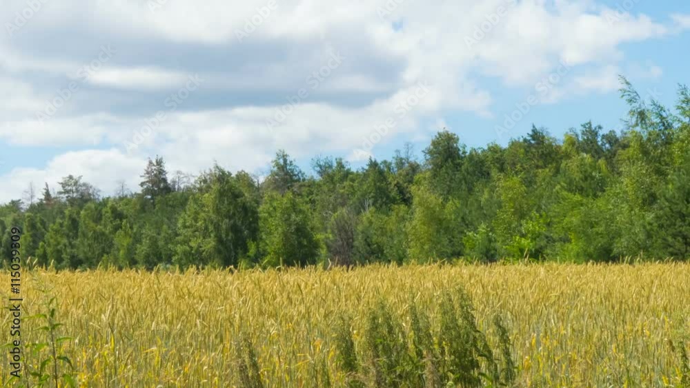 White clouds flying on blue sky over yellow field Wheat Time lapse. White clouds flying on blue sky over yellow field Wheat Time lapse.
